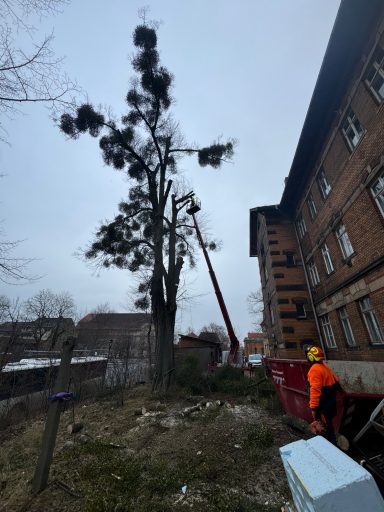 Baumpflege, Abtragen eines Baumes mittels Seiltechnik
